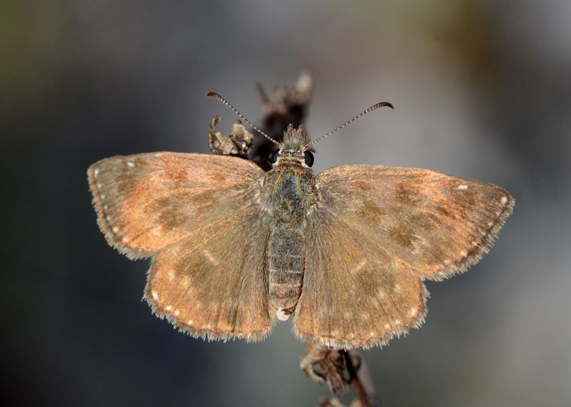 Erynnis tages ?